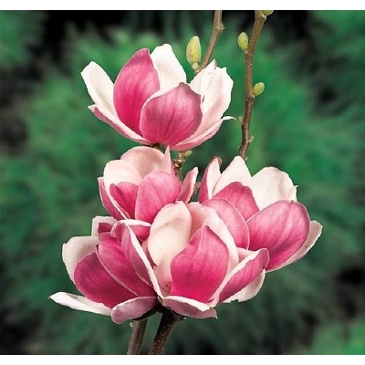 Magnolia 'Satisfaction' - 110/120cm