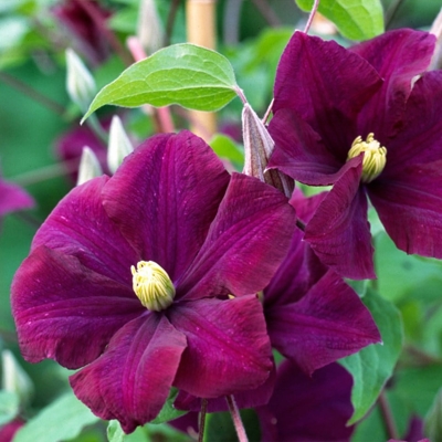 Plamienok - Clematis 'Warszawska Nike' - 60/80cm