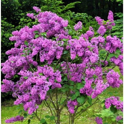 Orgován oby?ajný - Syringa vulgaris 'Kardinal´ - na 80/100cm kmeni