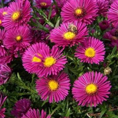 Aster dumosus 'Jenny'