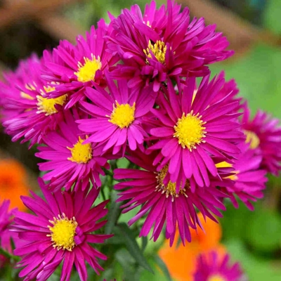 Aster novi-belgii ´Crimson Brocade´