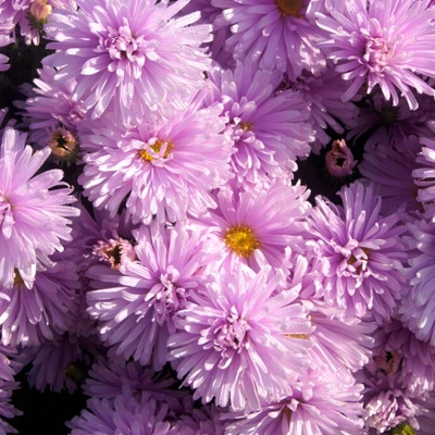 Aster novi-belgii ´Crimson Fellowship´