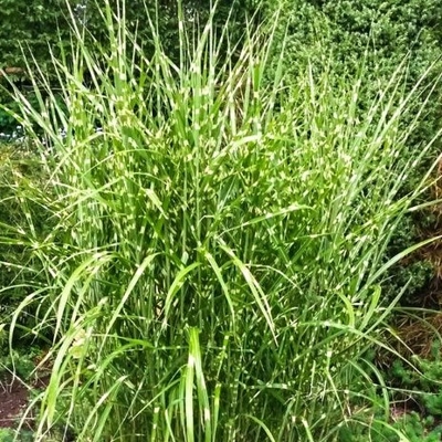 Ozdobnica ?ínska - Miscanthus sinensis 'Little Zebra'