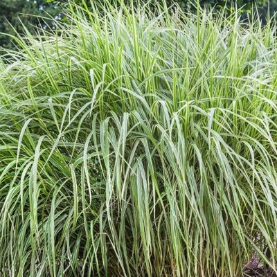 Ozdobnica ?ínska - Miscanthus sinensis ´Variegatus´