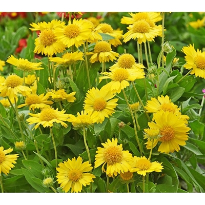 Kokarda - Gaillardia aristata ´Žltá´