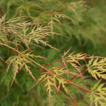 Javor dla?olistý - Acer palmatum ´Emerald Lace´ - 60+cm