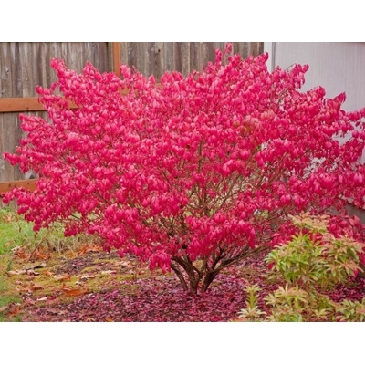 Bršlen krídlatý - Euonymus ´Alatus´ - 70+