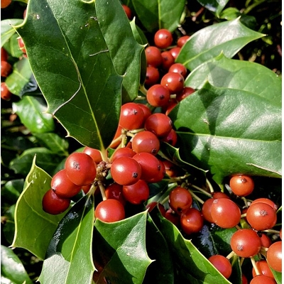 CEZMÍNA - ILEX X NELLIE R. STEVENS - 220/230cm - TVAR KUŽEL