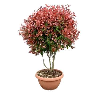 ?ervienka, Fotínia - Photinia fraseri ´Red Robin´ - 150/170 cm - viackme? hríbik
