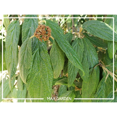 Kalina vrás?itolistá - Viburnum rhytidophyllum ’Willowwood’ - 20/30cm