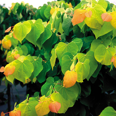 Judášovec kanadský - Cercis canadensis 'Rising Sun' - 60/80cm