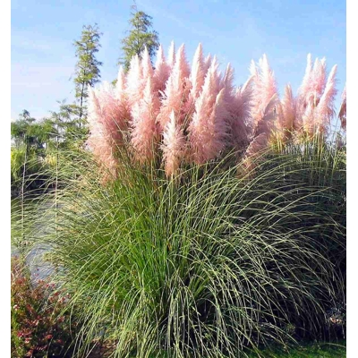 Pampová tráva - Cortaderia selloana ´Pink Phantom´