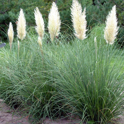 Pampová tráva - Cortaderia selloana