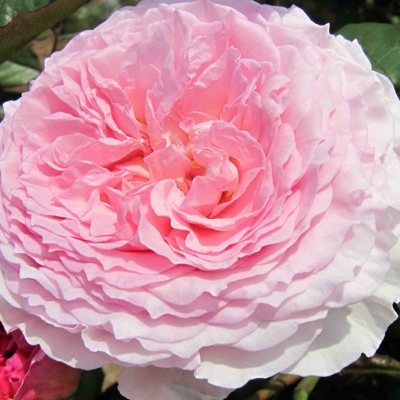 Ruža popínavá -vo?avá - Rosa ´James Galway´ - na špalieri - 120x120cm