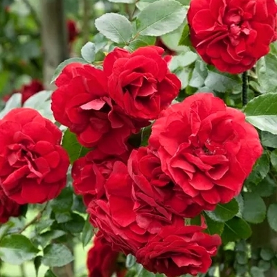 Ruža popínavá - Rosa ´Amadeus´- 160/220cm