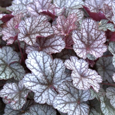 Heuchera ´Silver Scrolls´