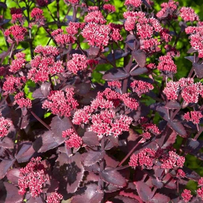 Sedum ’Cherry Chocolate’