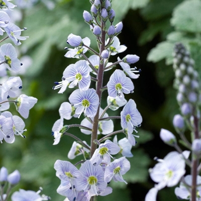 Veronica gentianoides