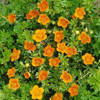 Nátržník - Potentilla fruticosa 'Hopleys Orange'
