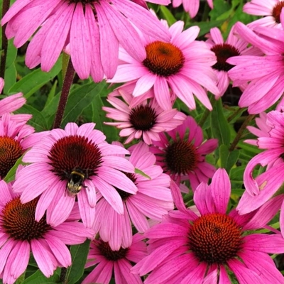 Echinacea purpurea ´Bright Rose´ - svetlo ružová