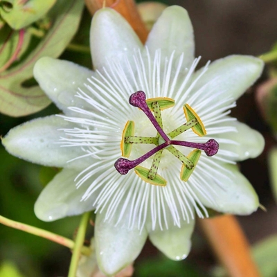 Mu?enka - Passiflora caerulea ´Biela´ - 25+ cm