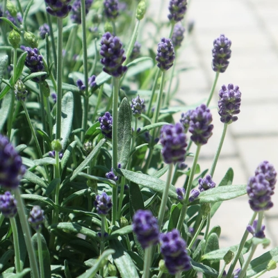 Levandu?a úzkolistá  - Lavandula angustifolia 'Aroma Blue'