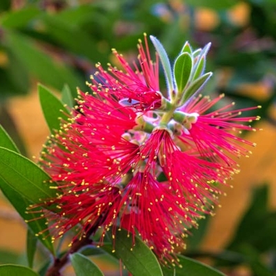 Ty?inkovec, krásnokvet - Callistemon citrinus ´Splendens´ - na 80cm kmienku