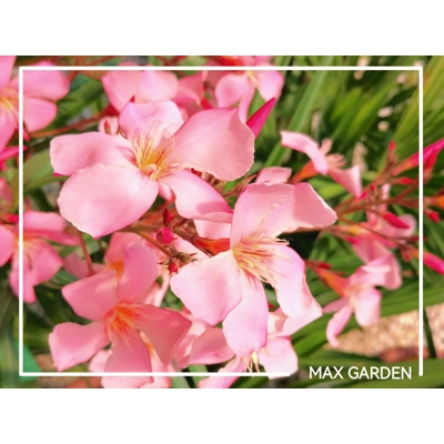 Oleander oby?ajný  - Nerium oleander - Coral Pink -60/80cm