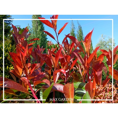 ?ervienka, Fotínia - Photinia fraseri ´Red Robin Compacta´- na 150/170cm kmeni