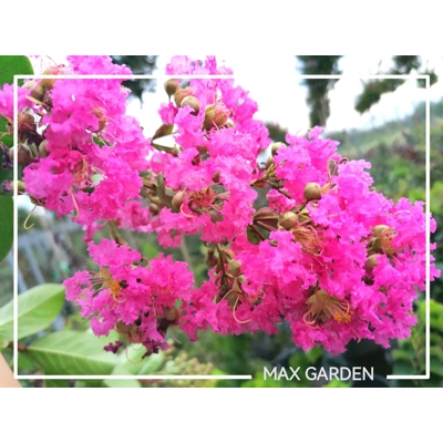 Myrta krepová ružová- Lagerstroemia indica ´Ružová´ -400+cm - VIACKME?