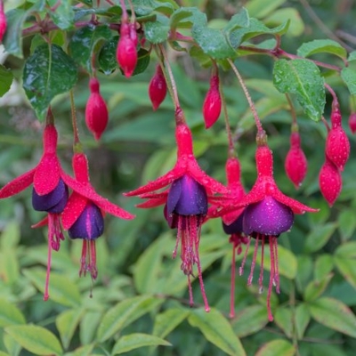 Fuchsia ´?ervená/fialová´  - 40/50cm