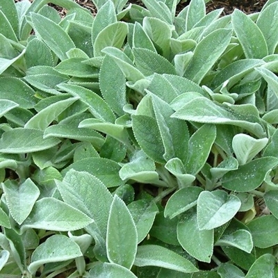 Stachys  byzantina - zaja?ie uško - 'Helen von Stein'
