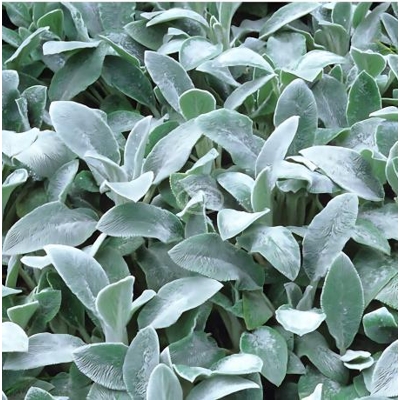 Stachys  byzantina - zaja?ie uško - 'Silver Carpet'
