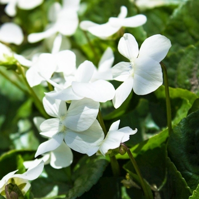 Viola sororia ´Albiflora´