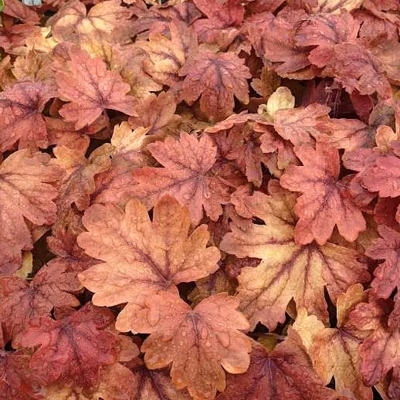 Heuchera americana ’Sweet Tea´ P13