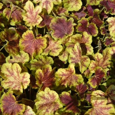 Heuchera ´Solar Eclipse´ P13