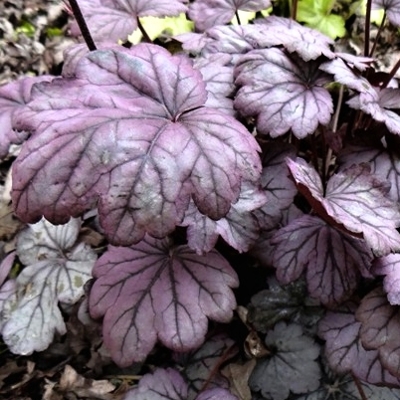 Heuchera ´Sugar Plum´ P13