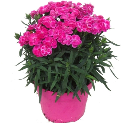 Dianthus caryophyllus ´Peman´