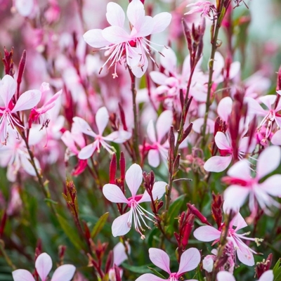 Gaura lindheimeri ´Graceful Light Pink´