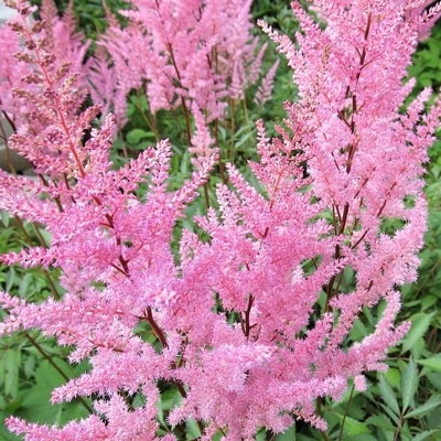 Astilba - Astilbe Arendsii Group ´Amethyst´