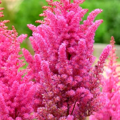 Astilba - Astilbe arendsii ´Gloria Purpurea´