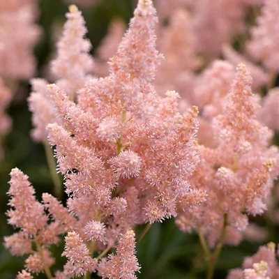 Astilba - Astilbe arendsii ´Sister Theresa´