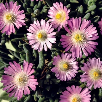 Delosperma ´Jewel of Desert Rose Quartz´