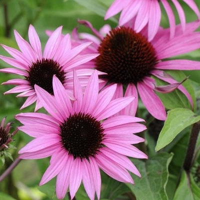 Echinacea purpurea ´Feeling Pink´