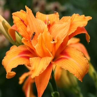 ?aliovka – Hemerocallis ´Apricot Beauty´