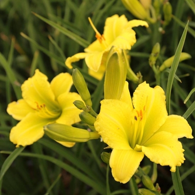 ?aliovka – Hemerocallis ´Green Flutter´