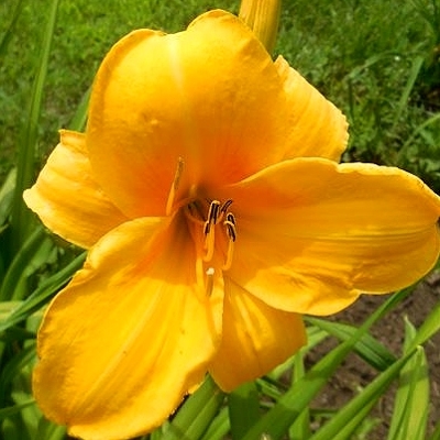 ?aliovka – Hemerocallis ´Chicago Sunrise´
