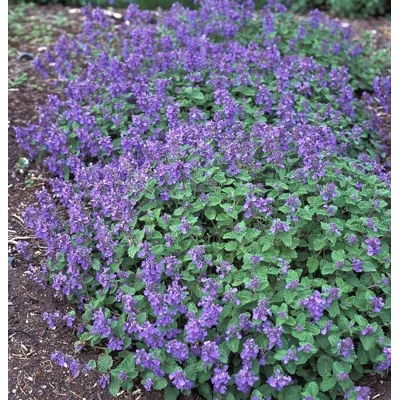 Nepeta racemosa 'Little Titch'