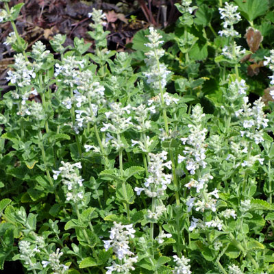Nepeta faassenii ´Alba´