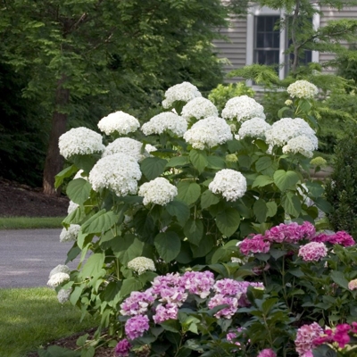 Hortenzia - Hydrangea arborescens 'Strong Annabelle'